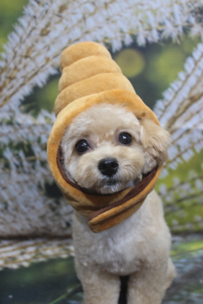 千葉県船橋市のトイプードルのトリミング画像
