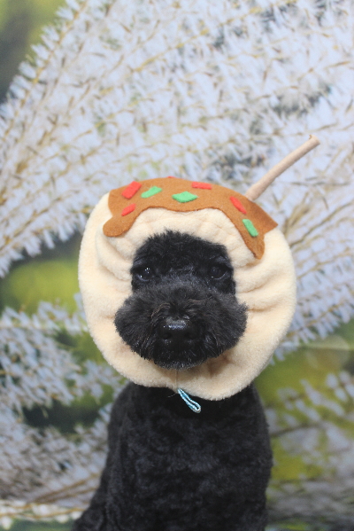 千葉県松戸市のトイプードルのトリミング画像