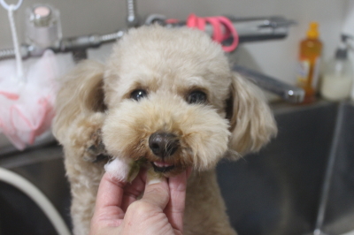 千葉県船橋市のトイプードルの歯磨き画像