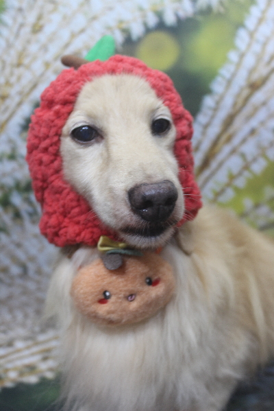千葉県鎌ケ谷市のミニチュアダックスのトリミング画像