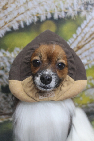 千葉県鎌ヶ谷市のパピヨンのトリミング画像