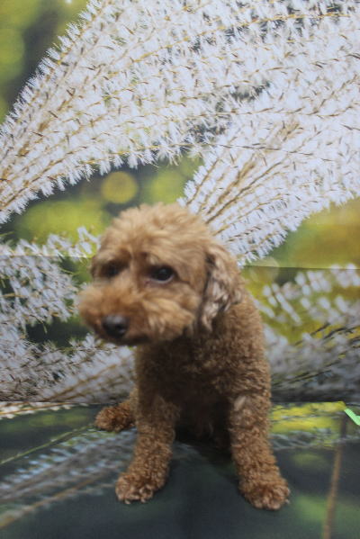 千葉県船橋市のトイプードルのトリミング前画像