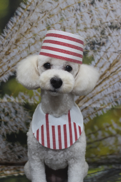 千葉県鎌ヶ谷市のトイプードルのトリミング画像