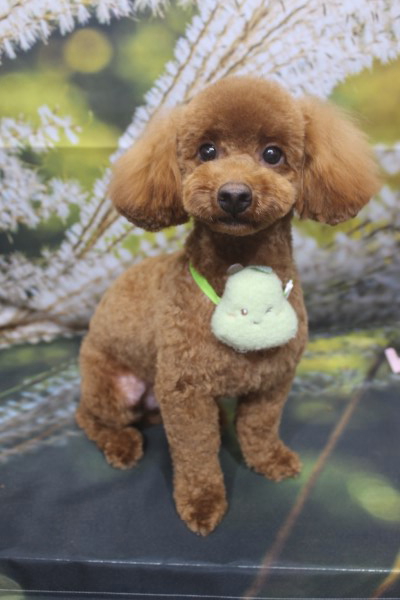 千葉県船橋市のトイプードルのトリミング画像