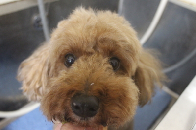 千葉県船橋市のトイプードルの歯磨き画像