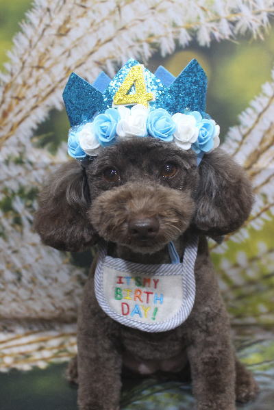 千葉県市川市のトイプードルのトリミング画像