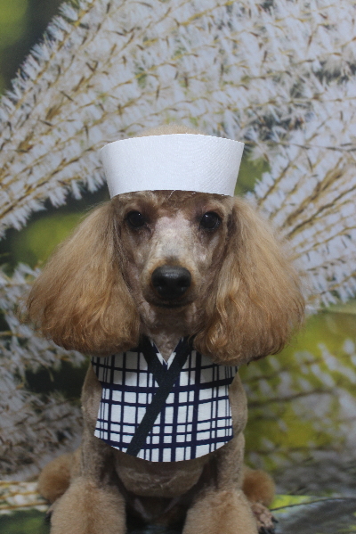 千葉県鎌ヶ谷市のトイプードルのトリミング画像