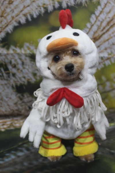 千葉県船橋市のトイプードルのトリミング画像