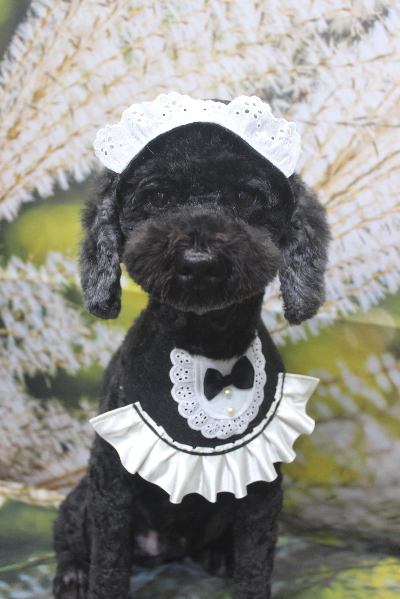 千葉県松戸市のトイプードルのトリミング画像