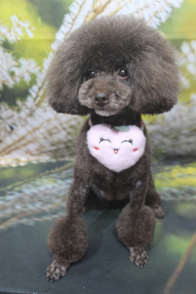 千葉県柏市のトイプードルのトリミング画像