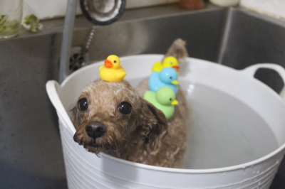 千葉県船橋市のトイプードルの炭酸泉画像