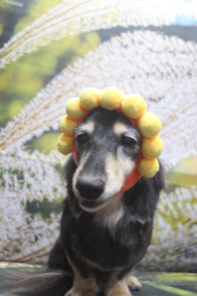 千葉県鎌ヶ谷市のミニチュアダックスのトリミング画像