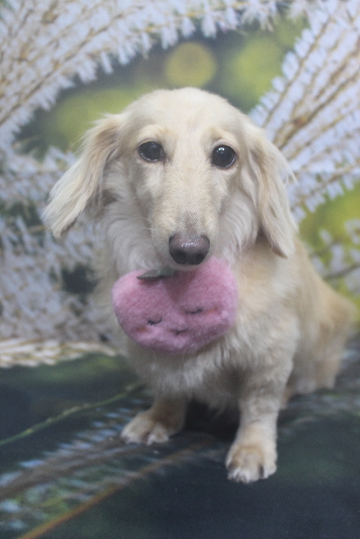 千葉県鎌ケ谷市のミニチュアダックスのトリミング画像