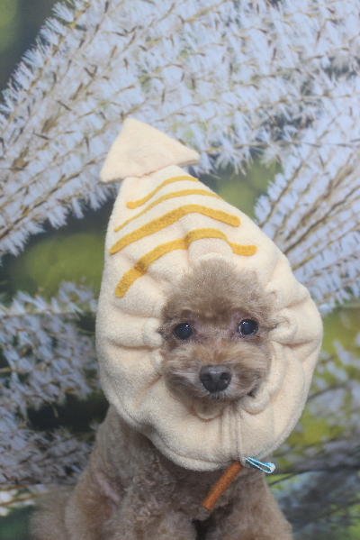 千葉県船橋市のトイプードルのトリミング画像