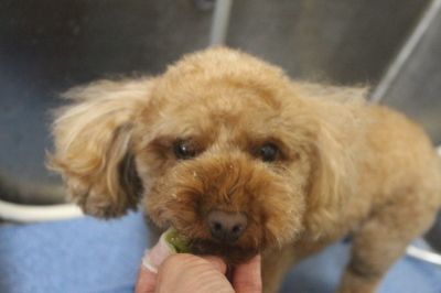 神奈川県横浜市のトイプードルの歯磨き画像