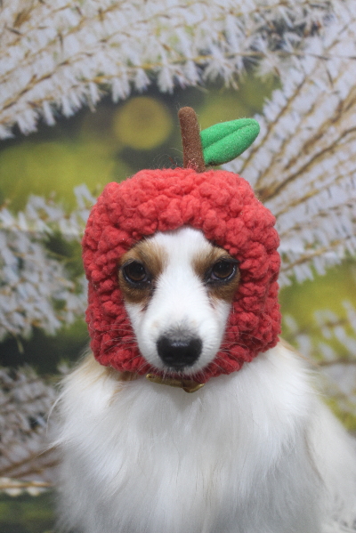 千葉県鎌ヶ谷市のパピヨンのトリミング画像