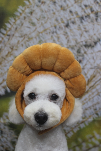 千葉県鎌ヶ谷市のトイプードルのトリミング画像