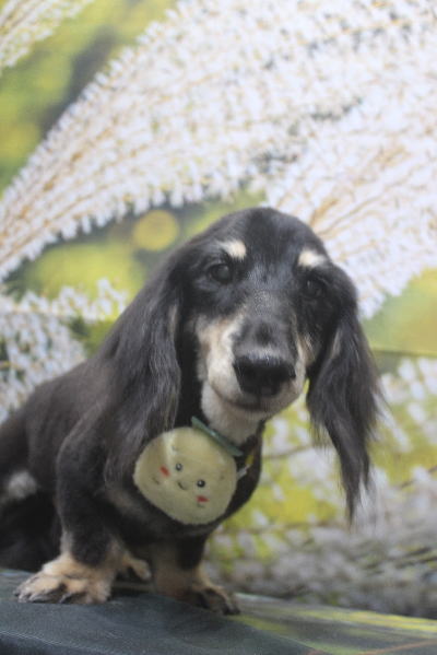 千葉県鎌ヶ谷市のミニチュアダックスのトリミング画像