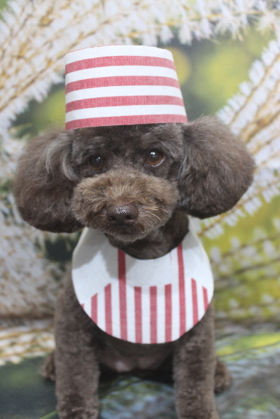 千葉県市川市のトイプードルのトリミング画像