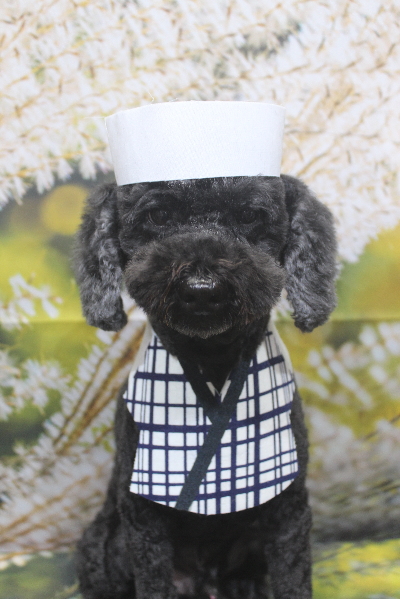 千葉県松戸市のトイプードルのトリミング画像