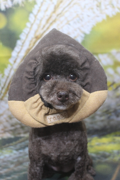 千葉県柏市のトイプードルのトリミング画像