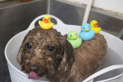千葉県市川市のトイプードルの炭酸泉画像