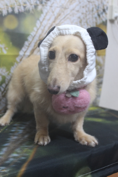 千葉県鎌ケ谷市のミニチュアダックスのトリミング画像