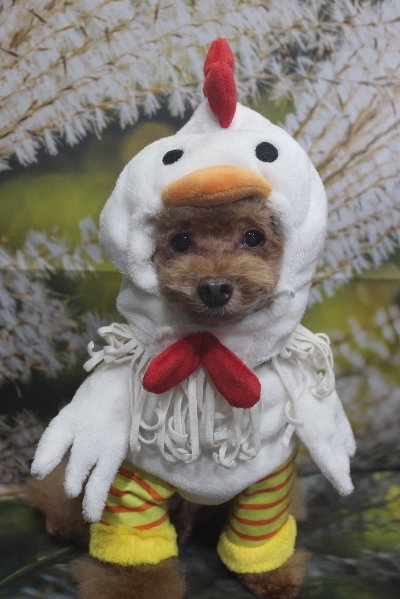 千葉県船橋市のトイプードルのトリミング画像