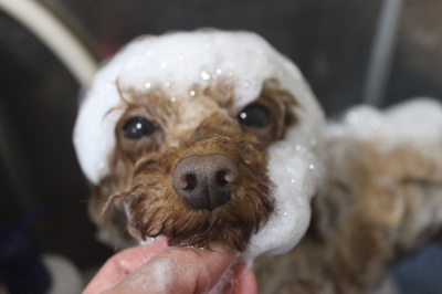 神奈川県横浜市のトイプードルのシャンプー画像
