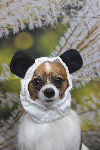 千葉県鎌ヶ谷市のパピヨンのトリミング画像