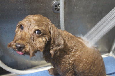 千葉県船橋市のトイプードルのオゾンシャワー画像