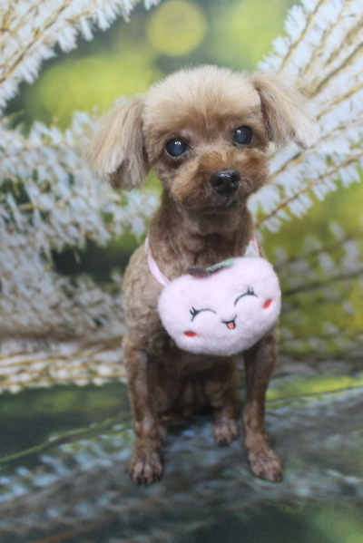 千葉県鎌ケ谷市のトイプードルのトリミング画像