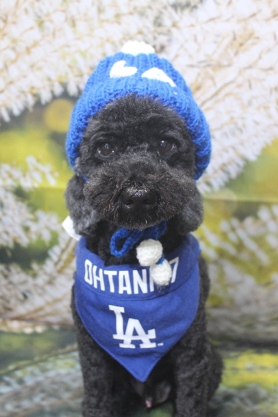 千葉県松戸市のトイプードルのトリミング画像