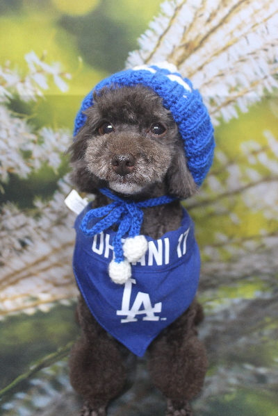 千葉県柏市のトイプードルのトリミング画像