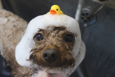 千葉県市川市のトイプードルのシャンプー画像