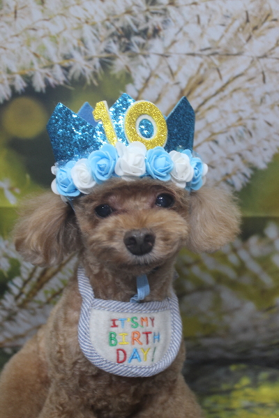 千葉県船橋市のトイプードルのトリミング画像