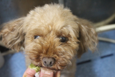 神奈川県横浜市のトイプードルの歯磨き画像