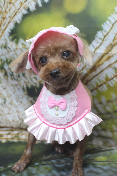 千葉県鎌ケ谷市のトイプードルのトリミング画像