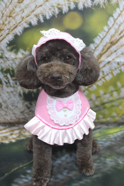 千葉県市川市のトイプードルのトリミング画像