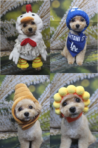 千葉県船橋市のトイプードルのトリミング画像