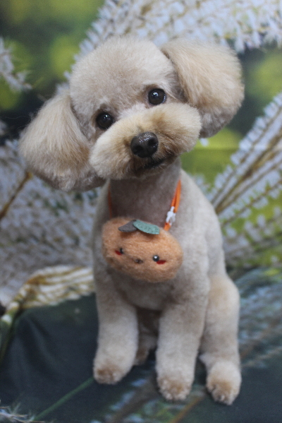 千葉県船橋市のトイプードルのトリミング画像