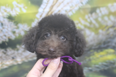 トイプードルブリーダーの子犬、トリミング画像