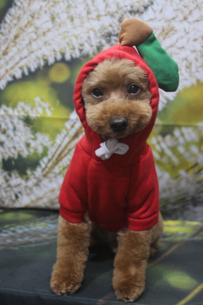 千葉県船橋市のトイプードルのトリミング画像