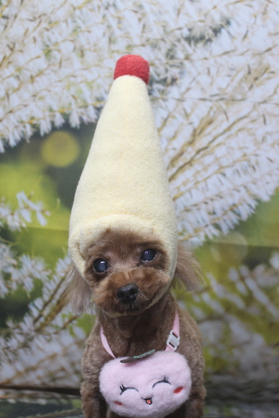 千葉県鎌ケ谷市のトイプードルのトリミング画像