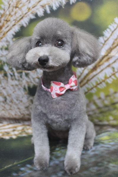 千葉県船橋市のトイプードルのトリミング画像