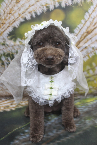 千葉県市川市のトイプードルのトリミング画像