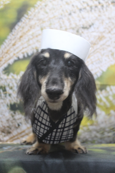 千葉県鎌ヶ谷市のミニチュアダックスのトリミング画像