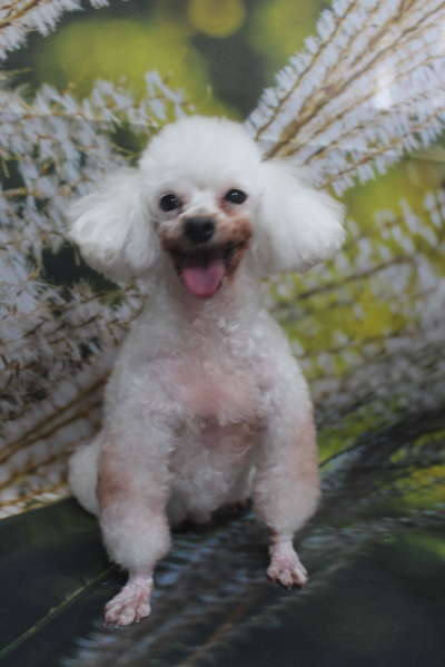 トイプードルブリーダーの成犬、トリミング画像