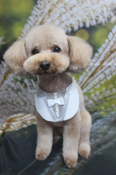 千葉県船橋市のトイプードルのトリミング画像