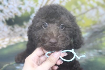 トイプードルブリーダーの子犬、トリミング画像